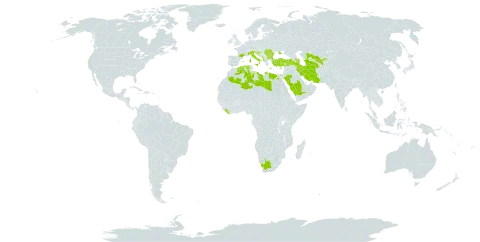 Juncus littoralis world distribution map, present in Albania, Azerbaijan, Bulgaria, Cyprus, Algeria, Egypt, Spain, France, Greece, Croatia, Iran (Islamic Republic of), Italy, Liberia, Libya, Montenegro, Romania, Saudi Arabia, Slovenia, Turkmenistan, Turkey, Ukraine, Uzbekistan, and South Africa