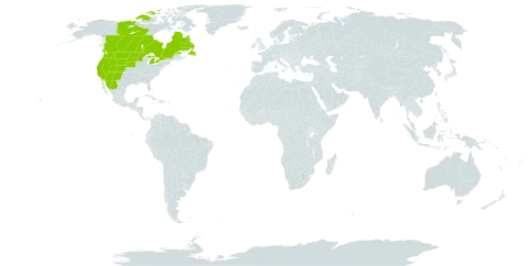 Juncus longistylis world distribution map, present in Canada, Mexico, and United States of America