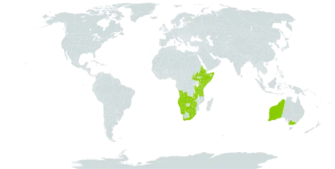 Juncus oxycarpus world distribution map, present in Angola, Australia, Burundi, Botswana, Eritrea, Ethiopia, Kenya, Lesotho, Malawi, Namibia, Rwanda, Somalia, South Sudan, eSwatini, Tanzania, United Republic of, South Africa, Zambia, and Zimbabwe