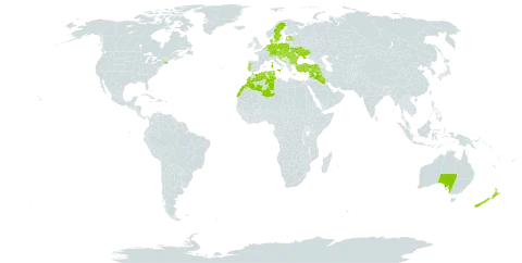 Juncus subnodulosus world distribution map, present in Australia, Austria, Belgium, Bulgaria, Bosnia and Herzegovina, Switzerland, Czech Republic, Germany, Denmark, Algeria, Spain, Estonia, France, United Kingdom of Great Britain and Northern Ireland, Greece, Croatia, Hungary, Iraq, Italy, Liechtenstein, Luxembourg, Latvia, Morocco, North Macedonia, Montenegro, Netherlands, New Zealand, Poland, Portugal, Romania, Serbia, Slovakia, Slovenia, Sweden, Syrian Arab Republic, Tunisia, Turkey, Ukraine, and United States of America