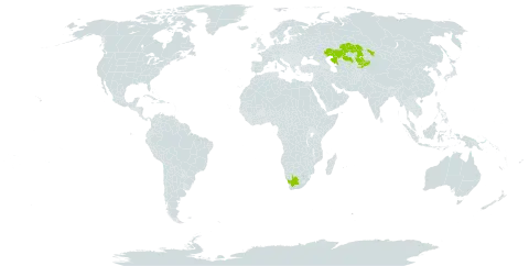 Jurinea modesti world distribution map, present in Kazakhstan, Kyrgyzstan, and South Africa