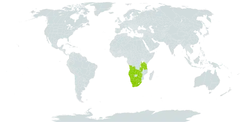 Kalaharia uncinata world distribution map, present in Angola, Botswana, Namibia, Tanzania, United Republic of, South Africa, Zambia, and Zimbabwe