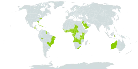 Kalanchoe crenata world distribution map, present in Angola, Australia, Burundi, Benin, Burkina Faso, Bahamas, Belize, Bermuda, Brazil, Central African Republic, Côte d'Ivoire, Cameroon, Congo, Cuba, Dominican Republic, Gabon, Ghana, Guinea, Guinea-Bissau, Equatorial Guinea, Guatemala, Guyana, Indonesia, Jamaica, Kenya, Liberia, Mauritius, Malawi, Nigeria, Nepal, Puerto Rico, Réunion, Rwanda, Saudi Arabia, El Salvador, Sao Tome and Principe, Chad, Togo, Tanzania, United Republic of, Uganda, United States of America, Yemen, South Africa, Zambia, and Zimbabwe