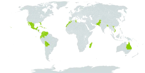 Kalanchoe daigremontiana world distribution map, present in Australia, Bangladesh, Bahamas, Bolivia (Plurinational State of), Colombia, Cuba, Dominican Republic, Ecuador, Spain, Guatemala, Morocco, Madagascar, Mexico, Nicaragua, Niue, Pakistan, Puerto Rico, Tunisia, United States of America, Venezuela (Bolivarian Republic of), and Viet Nam