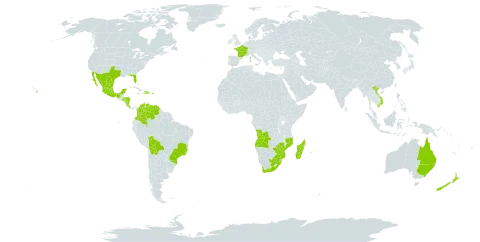 Kalanchoe delagoensis world distribution map, present in Angola, Australia, Bahamas, Bolivia (Plurinational State of), Brazil, Colombia, Costa Rica, Dominican Republic, Spain, France, Gibraltar, Guam, Honduras, Haiti, Jamaica, Kiribati, Madagascar, Mexico, Mozambique, Mauritius, Nicaragua, New Zealand, Puerto Rico, Portugal, Réunion, El Salvador, eSwatini, United States of America, Venezuela (Bolivarian Republic of), Viet Nam, South Africa, and Zimbabwe