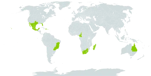 Kalanchoe fedtschenkoi world distribution map, present in Australia, Brazil, Cameroon, Dominican Republic, Haiti, Madagascar, Mexico, Puerto Rico, Portugal, United States of America, and South Africa