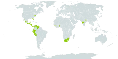 Kallstroemia pubescens world distribution map, present in American Samoa, Antigua and Barbuda, Benin, Bonaire, Sint Eustatius and Saba, Burkina Faso, Barbados, Colombia, Costa Rica, Ecuador, Guinea, Guadeloupe, Grenada, Guatemala, Honduras, India, Jamaica, Saint Lucia, Mexico, Montserrat, Nicaragua, Panama, Peru, Puerto Rico, El Salvador, Trinidad and Tobago, United States of America, Saint Vincent and the Grenadines, Venezuela (Bolivarian Republic of), and South Africa