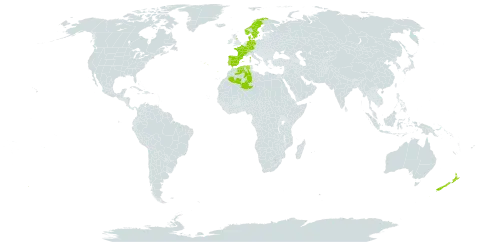 Karpatiosorbus latifolia world distribution map, present in Switzerland, Germany, Denmark, Algeria, Spain, France, United Kingdom of Great Britain and Northern Ireland, Luxembourg, Norway, New Zealand, Portugal, and Sweden