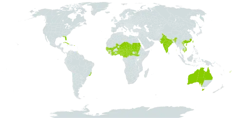 Khaya senegalensis world distribution map, present in Australia, Benin, Burkina Faso, Brazil, Central African Republic, China, Côte d'Ivoire, Cameroon, Cuba, Fiji, Ghana, Guinea, Gambia, Guinea-Bissau, India, Cambodia, Mali, Niger, Nigeria, Puerto Rico, Sudan, Senegal, Sierra Leone, South Sudan, Chad, Togo, Trinidad and Tobago, Taiwan, Province of China, Uganda, United States of America, and Viet Nam