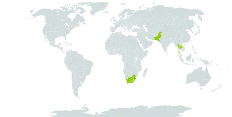 Kigelia africana world distribution map, present in Pakistan, Thailand, and South Africa