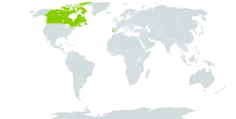 Klasea flavescens subsp. neglecta world distribution map, present in Canada and Portugal