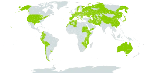 Koeleria world distribution map, present in Afghanistan, Åland Islands, Albania, Australia, Austria, Bulgaria, Belarus, Bolivia (Plurinational State of), Switzerland, Chile, China, Colombia, Czech Republic, Germany, Denmark, Algeria, Spain, Ethiopia, Falkland Islands (Malvinas), France, Greece, Hungary, Ireland, Iran (Islamic Republic of), Iraq, Italy, Japan, Kazakhstan, Kenya, Kyrgyzstan, Lesotho, Morocco, Montenegro, Mozambique, Netherlands, Nepal, Pakistan, Peru, Poland, Korea (Democratic People's Republic of), Portugal, Romania, Russian Federation, Sudan, Sweden, eSwatini, Turks and Caicos Islands, Turkmenistan, Tunisia, Tanzania, United Republic of, Uganda, Ukraine, Uruguay, United States of America, Uzbekistan, Yemen, Zambia, and Zimbabwe