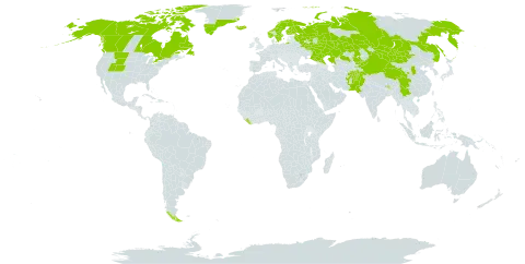 Koenigia islandica world distribution map, present in Afghanistan, Argentina, Bhutan, Canada, Chile, China, Finland, United Kingdom of Great Britain and Northern Ireland, Greenland, India, Iceland, Kazakhstan, Kyrgyzstan, Liberia, Mongolia, Norway, Nepal, Pakistan, Russian Federation, Sweden, and United States of America