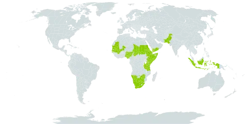 Kohautia aspera world distribution map, present in Botswana, Djibouti, Eritrea, Ethiopia, Indonesia, Kenya, Mali, Mauritania, Namibia, Nigeria, Pakistan, Sudan, Senegal, Somalia, Chad, Tanzania, United Republic of, Uganda, Yemen, South Africa, and Zimbabwe