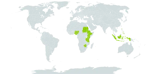 Koordersiochloa world distribution map, present in Ethiopia, Indonesia, Kenya, Nigeria, Philippines, Réunion, Sudan, Tanzania, United Republic of, Uganda, and Zimbabwe