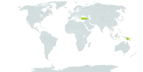 Koordersiodendron pinnatum world distribution map, present in Brunei Darussalam, Indonesia, Iraq, Kyrgyzstan, Philippines, Papua New Guinea, Turkey, and Taiwan, Province of China