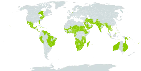 Lablab purpureus world distribution map, present in Angola, American Samoa, Antigua and Barbuda, Australia, Bahrain, Bahamas, Brazil, Barbados, Bhutan, Botswana, Canada, China, Côte d'Ivoire, Cameroon, Comoros, Cabo Verde, Cayman Islands, Dominican Republic, Ethiopia, Fiji, Gabon, Guernsey, Ghana, Guadeloupe, Grenada, French Guiana, Guyana, Haiti, Indonesia, India, Iran (Islamic Republic of), Iraq, Jamaica, Kenya, Cambodia, Saint Kitts and Nevis, Lao People's Democratic Republic, Sri Lanka, Madagascar, Maldives, Mexico, Marshall Islands, Mali, Myanmar, Northern Mariana Islands, Mozambique, Montserrat, Martinique, Mauritius, Malaysia, Namibia, Niger, Nigeria, Nicaragua, Niue, Netherlands, Nepal, Nauru, Oman, Pakistan, Panama, Peru, Philippines, Papua New Guinea, Réunion, Rwanda, Saudi Arabia, Sudan, Senegal, Singapore, Sierra Leone, El Salvador, Suriname, Seychelles, Chad, Togo, Thailand, Timor-Leste, Tanzania, United Republic of, Uganda, United States of America, Venezuela (Bolivarian Republic of), Viet Nam, Yemen, South Africa, Zambia, and Zimbabwe