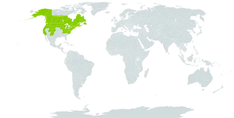 Lactuca biennis world distribution map, present in Canada, France, Saint Pierre and Miquelon, and United States of America