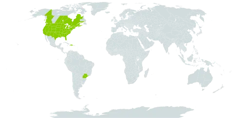 Lactuca canadensis world distribution map, present in Brazil, Canada, Dominican Republic, Haiti, and United States of America