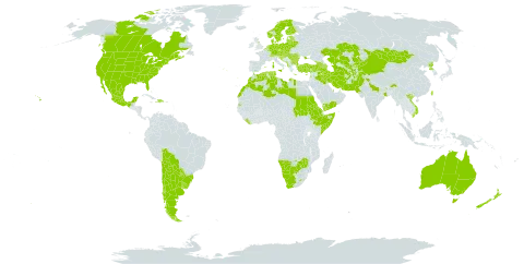 Lactuca serriola world distribution map, present in Afghanistan, Anguilla, Albania, Andorra, Argentina, Armenia, Australia, Austria, Azerbaijan, Belgium, Bulgaria, Bosnia and Herzegovina, Belarus, Bolivia (Plurinational State of), Brazil, Botswana, Canada, Switzerland, Chile, China, Cyprus, Czech Republic, Germany, Denmark, Dominican Republic, Algeria, Eritrea, Spain, Estonia, Ethiopia, Finland, France, United Kingdom of Great Britain and Northern Ireland, Georgia, Gibraltar, Greece, Croatia, Haiti, Hungary, India, Iran (Islamic Republic of), Iraq, Israel, Italy, Kazakhstan, Kyrgyzstan, Lebanon, Liberia, Libya, Liechtenstein, Lesotho, Lithuania, Luxembourg, Latvia, Morocco, Monaco, Moldova (Republic of), Mexico, North Macedonia, Malta, Montenegro, Mongolia, Namibia, Netherlands, Norway, New Zealand, Pakistan, Poland, Korea (Democratic People's Republic of), Portugal, Paraguay, Qatar, Romania, Russian Federation, Saudi Arabia, Sudan, Saint Helena, Ascension and Tristan da Cunha, Somalia, Serbia, Slovakia, Slovenia, Sweden, Seychelles, Tajikistan, Turkmenistan, Tunisia, Turkey, Taiwan, Province of China, Ukraine, Uruguay, United States of America, Uzbekistan, Viet Nam, Yemen, South Africa, and Zimbabwe