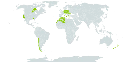 Lactuca virosa world distribution map, present in Andorra, Austria, Belgium, Canada, Switzerland, Chile, Germany, Algeria, Spain, France, United Kingdom of Great Britain and Northern Ireland, Greece, Croatia, Hungary, Italy, Liechtenstein, Luxembourg, Morocco, North Macedonia, Malta, Netherlands, New Zealand, Poland, Portugal, Romania, Slovakia, Slovenia, and United States of America