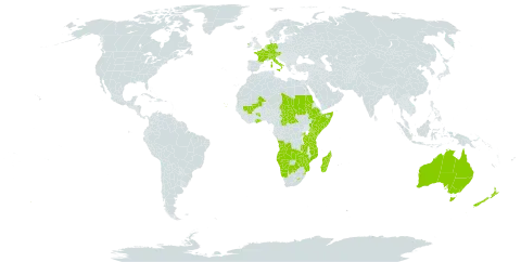 Lagarosiphon world distribution map, present in Angola, Australia, Austria, Botswana, Central African Republic, Switzerland, Cabo Verde, Germany, Ethiopia, France, Ghana, Ireland, Italy, Kenya, Lesotho, Madagascar, Mali, Mozambique, Namibia, Netherlands, New Zealand, Rwanda, Sudan, Somalia, eSwatini, Chad, Tanzania, United Republic of, Uganda, Zambia, and Zimbabwe