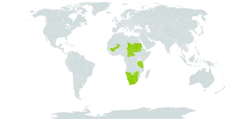 Lagarosiphon muscoides world distribution map, present in Botswana, Central African Republic, Cabo Verde, Lesotho, Mali, Namibia, Sudan, eSwatini, Chad, Tanzania, United Republic of, Uganda, South Africa, and Zimbabwe