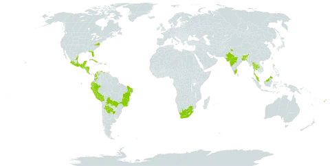 Lagascea mollis world distribution map, present in Anguilla, Argentina, American Samoa, Antigua and Barbuda, Bonaire, Sint Eustatius and Saba, Bangladesh, Belize, Bolivia (Plurinational State of), Brazil, Barbados, Colombia, Costa Rica, Cuba, Ecuador, Fiji, Guadeloupe, Guatemala, Honduras, India, Jamaica, Saint Lucia, Sri Lanka, Mexico, Martinique, Mauritius, Malaysia, Nicaragua, Peru, Puerto Rico, Paraguay, Thailand, Trinidad and Tobago, United States of America, Saint Vincent and the Grenadines, Venezuela (Bolivarian Republic of), and South Africa