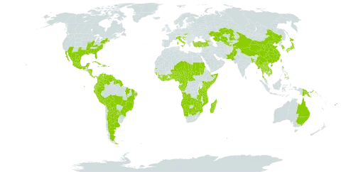 Lagenaria siceraria world distribution map, present in Angola, Argentina, Antigua and Barbuda, Australia, Benin, Bonaire, Sint Eustatius and Saba, Burkina Faso, Bangladesh, Belize, Bolivia (Plurinational State of), Brazil, Barbados, Botswana, Central African Republic, China, Côte d'Ivoire, Cameroon, Congo, Colombia, Costa Rica, Cuba, Djibouti, Dominica, Dominican Republic, Ecuador, Fiji, Micronesia (Federated States of), Gabon, Georgia, Ghana, Guinea, Guinea-Bissau, French Guiana, Guam, Guyana, Honduras, Croatia, Haiti, India, Italy, Jamaica, Japan, Kazakhstan, Kenya, Cambodia, Korea (Republic of), Lao People's Democratic Republic, Liberia, Madagascar, Mexico, Marshall Islands, North Macedonia, Malta, Myanmar, Northern Mariana Islands, Mozambique, Martinique, Mauritius, Malawi, Namibia, Niger, Nigeria, Nicaragua, Niue, Nepal, Pakistan, Panama, Peru, Philippines, Papua New Guinea, Puerto Rico, Paraguay, Réunion, Sudan, Sierra Leone, Somalia, Sao Tome and Principe, Suriname, Slovakia, eSwatini, Seychelles, Chad, Togo, Thailand, Tajikistan, Trinidad and Tobago, Turkey, Taiwan, Province of China, Tanzania, United Republic of, Uganda, United States of America, Uzbekistan, Venezuela (Bolivarian Republic of), Viet Nam, South Africa, Zambia, and Zimbabwe