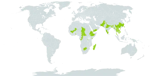 Laggera alata world distribution map, present in Burundi, Bangladesh, Botswana, Central African Republic, China, Congo, Cabo Verde, Ethiopia, India, Kenya, Cambodia, Lao People's Democratic Republic, Sri Lanka, Madagascar, Mali, Myanmar, Nepal, Pakistan, Philippines, Réunion, Chad, Togo, Thailand, Taiwan, Province of China, Viet Nam, and Yemen