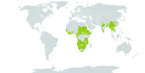 Laggera crispata world distribution map, present in Angola, Benin, Burkina Faso, Bangladesh, Bhutan, Botswana, Central African Republic, China, Côte d'Ivoire, Cameroon, Ethiopia, Gabon, Ghana, Guinea, Guinea-Bissau, Equatorial Guinea, India, Kenya, Cambodia, Lao People's Democratic Republic, Liberia, Sri Lanka, Myanmar, Mozambique, Namibia, Sudan, Senegal, Sierra Leone, South Sudan, eSwatini, Chad, Togo, Thailand, Tanzania, United Republic of, Uganda, Viet Nam, South Africa, Zambia, and Zimbabwe