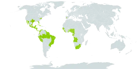 Laguncularia racemosa world distribution map, present in Angola, Anguilla, Antigua and Barbuda, Benin, Bonaire, Sint Eustatius and Saba, Bahamas, Belize, Brazil, Barbados, Cameroon, Colombia, Costa Rica, Cuba, Cayman Islands, Dominica, Ecuador, Spain, Gabon, Ghana, Guinea, Guadeloupe, Gambia, Guinea-Bissau, Equatorial Guinea, Grenada, Guatemala, French Guiana, Guyana, Honduras, Jamaica, Liberia, Saint Lucia, Mexico, Montserrat, Martinique, Nigeria, Nicaragua, Panama, Peru, Puerto Rico, Senegal, Sierra Leone, El Salvador, Suriname, Turks and Caicos Islands, Trinidad and Tobago, United States of America, Saint Vincent and the Grenadines, Venezuela (Bolivarian Republic of), and South Africa