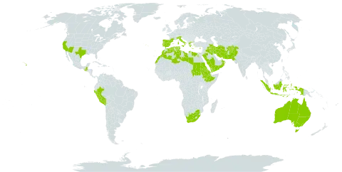 Lamarckia aurea world distribution map, present in Afghanistan, Australia, Cyprus, Algeria, Egypt, Eritrea, Spain, Ethiopia, France, Greece, Guatemala, Indonesia, Iran (Islamic Republic of), Iraq, Italy, Libya, Morocco, Oman, Pakistan, Peru, Palau, Portugal, Saudi Arabia, Sudan, Singapore, Turks and Caicos Islands, Tunisia, United States of America, Yemen, and South Africa