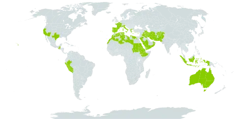 Lamarckia world distribution map, present in Afghanistan, Australia, Cyprus, Algeria, Egypt, Eritrea, Spain, Ethiopia, France, Greece, Guatemala, Indonesia, Iran (Islamic Republic of), Iraq, Italy, Libya, Morocco, Oman, Pakistan, Peru, Portugal, Saudi Arabia, Sudan, Singapore, Turks and Caicos Islands, Tunisia, United States of America, and Yemen