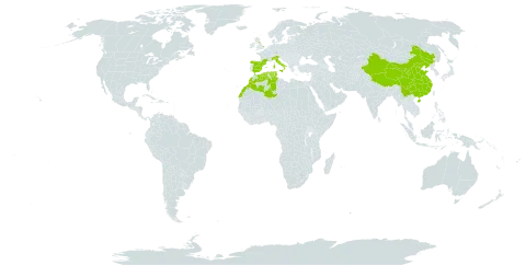 Lamium flexuosum world distribution map, present in China, Algeria, Spain, France, United Kingdom of Great Britain and Northern Ireland, Italy, Morocco, and Tunisia