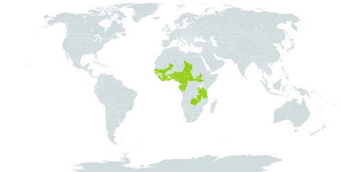 Landolphia owariensis world distribution map, present in Angola, Burundi, Benin, Burkina Faso, Central African Republic, Côte d'Ivoire, Cameroon, Congo, Gabon, Ghana, Guinea, Guinea-Bissau, Liberia, Mali, Malawi, Nigeria, Rwanda, Senegal, Sierra Leone, South Sudan, Chad, Togo, Trinidad and Tobago, Tanzania, United Republic of, Uganda, and Zambia