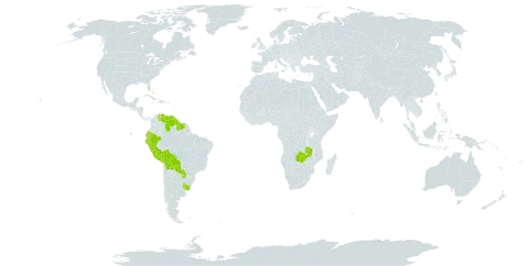 Lantana horrida subsp. tiliifolia world distribution map, present in Bahamas, Bolivia (Plurinational State of), Ecuador, Guyana, Peru, Paraguay, Suriname, Uruguay, Venezuela (Bolivarian Republic of), and Zambia