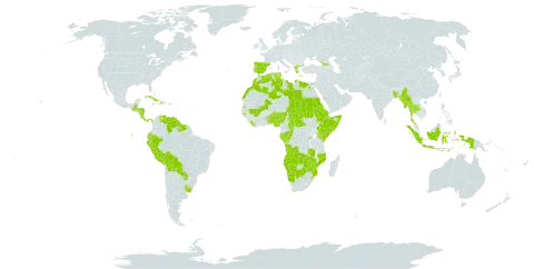 Lantana strigocamara world distribution map, present in Aruba, Angola, Åland Islands, Andorra, Benin, Burkina Faso, Bangladesh, Bahamas, Belize, Bermuda, Bolivia (Plurinational State of), Botswana, Central African Republic, Congo, Costa Rica, Cuba, Cayman Islands, Dominica, Algeria, Ecuador, Egypt, Eritrea, Spain, Ethiopia, Fiji, Gabon, Georgia, Gambia, Guinea-Bissau, Greece, Guatemala, Guyana, Honduras, Haiti, Indonesia, Jamaica, Kenya, Liberia, Libya, Morocco, Maldives, Mali, Myanmar, Mozambique, Namibia, Norfolk Island, Nigeria, Nicaragua, Panama, Pitcairn, Peru, Palau, Puerto Rico, Portugal, Paraguay, Rwanda, Sudan, Somalia, Suriname, eSwatini, Seychelles, Chad, Togo, Thailand, Tunisia, Tuvalu, Uganda, Uruguay, Venezuela (Bolivarian Republic of), Wallis and Futuna, Samoa, Zambia, and Zimbabwe