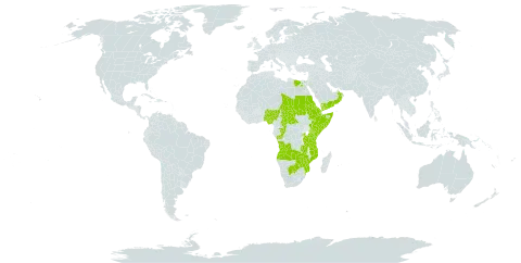 Lantana viburnoides world distribution map, present in Angola, Botswana, Central African Republic, Congo, Djibouti, Egypt, Eritrea, Ethiopia, Kenya, Mozambique, Nigeria, Oman, Rwanda, Sudan, Somalia, Chad, Tanzania, United Republic of, Uganda, Yemen, Zambia, and Zimbabwe