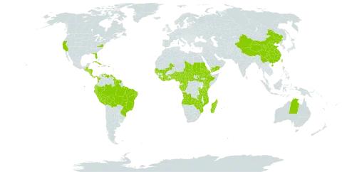 Laportea aestuans world distribution map, present in Angola, Antigua and Barbuda, Australia, Burundi, Benin, Bonaire, Sint Eustatius and Saba, Burkina Faso, Bahamas, Belize, Bolivia (Plurinational State of), Brazil, Barbados, Central African Republic, China, Côte d'Ivoire, Cameroon, Congo, Colombia, Cabo Verde, Costa Rica, Cuba, Dominica, Ecuador, Eritrea, Ethiopia, Gabon, Ghana, Guinea, Guadeloupe, Gambia, Guinea-Bissau, Equatorial Guinea, Grenada, Guatemala, French Guiana, Guyana, Honduras, Jamaica, Kenya, Saint Kitts and Nevis, Liberia, Saint Lucia, Madagascar, Mali, Mozambique, Montserrat, Martinique, Mauritius, Malawi, Nigeria, Nicaragua, Panama, Peru, Puerto Rico, Réunion, Rwanda, Sudan, Senegal, Sierra Leone, El Salvador, South Sudan, Sao Tome and Principe, Suriname, Seychelles, Chad, Togo, Trinidad and Tobago, Taiwan, Province of China, Tanzania, United Republic of, Uganda, United States of America, Saint Vincent and the Grenadines, Venezuela (Bolivarian Republic of), Yemen, Zambia, and Zimbabwe