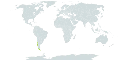 Lardizabala funaria world distribution map, present in Chile