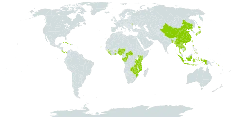 Lasianthus world distribution map, present in Andorra, Burkina Faso, Bangladesh, Central African Republic, China, Congo, Cabo Verde, Costa Rica, Cuba, Dominica, Gabon, Ghana, Guinea, Haiti, Indonesia, Jamaica, Japan, Kenya, Lao People's Democratic Republic, Liberia, Moldova (Republic of), Myanmar, Mozambique, Nigeria, Nepal, Panama, Philippines, Puerto Rico, Korea (Democratic People's Republic of), Rwanda, Solomon Islands, Sierra Leone, Thailand, Taiwan, Province of China, Tanzania, United Republic of, Uganda, Viet Nam, Zambia, and Zimbabwe