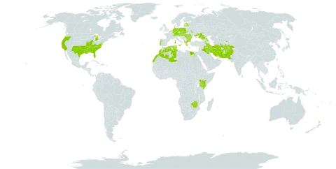 Lathyrus hirsutus world distribution map, present in Afghanistan, Albania, Armenia, Austria, Azerbaijan, Belgium, Bulgaria, Switzerland, Czech Republic, Germany, Algeria, Egypt, Estonia, France, Georgia, Greece, Hungary, India, Iran (Islamic Republic of), Iraq, Israel, Italy, Kenya, Lebanon, Latvia, Morocco, Moldova (Republic of), New Zealand, Pakistan, Poland, Portugal, Romania, Russian Federation, Slovakia, Tajikistan, Turkmenistan, Tunisia, Ukraine, United States of America, Uzbekistan, and Zimbabwe