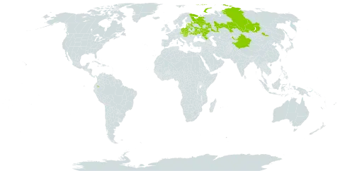 Lathyrus pisiformis world distribution map, present in Belarus, China, Czech Republic, Ecuador, Estonia, Hungary, Kazakhstan, Kyrgyzstan, Lithuania, Latvia, Mongolia, Poland, Russian Federation, Slovakia, and Ukraine