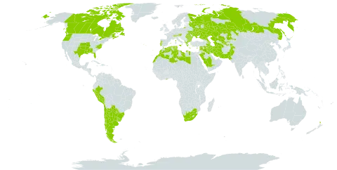 Lathyrus pusillus world distribution map, present in Albania, Argentina, American Samoa, Austria, Azerbaijan, Bulgaria, Brazil, Canada, Switzerland, Chile, Cyprus, Algeria, Spain, France, Ghana, Greece, Iran (Islamic Republic of), Iraq, Israel, Italy, Kazakhstan, Lebanon, Libya, Morocco, Malta, New Zealand, Pakistan, Peru, Portugal, Paraguay, Romania, Russian Federation, Saudi Arabia, Syrian Arab Republic, Tajikistan, Turkmenistan, Tunisia, Ukraine, Uruguay, United States of America, Uzbekistan, and South Africa