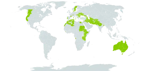 Lathyrus sphaericus world distribution map, present in Afghanistan, Angola, Albania, Armenia, Australia, Azerbaijan, Bulgaria, Canada, Switzerland, Cyprus, Denmark, Algeria, Egypt, Spain, Ethiopia, France, Georgia, Greece, Hungary, India, Iran (Islamic Republic of), Iraq, Italy, Jordan, Kenya, Lebanon, Sri Lanka, Morocco, Malta, Mauritius, Malawi, Nepal, Pakistan, Portugal, Romania, Russian Federation, Sudan, Sweden, Tajikistan, Turkmenistan, Tunisia, Tanzania, United Republic of, Uganda, Ukraine, and United States of America