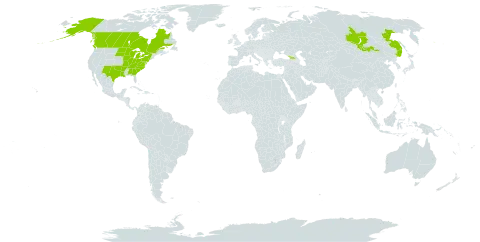 Lathyrus venosus world distribution map, present in Canada, Georgia, Mongolia, Russian Federation, and United States of America