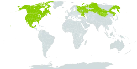 Lathyrus whitei world distribution map, present in Canada, Mexico, Mongolia, Russian Federation, and United States of America