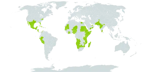 Launaea intybacea world distribution map, present in Angola, Anguilla, United Arab Emirates, French Southern Territories, Antigua and Barbuda, Bonaire, Sint Eustatius and Saba, Burkina Faso, Bahamas, Belize, Botswana, Côte d'Ivoire, Colombia, Cabo Verde, Costa Rica, Cuba, Cayman Islands, Djibouti, Egypt, Eritrea, Ethiopia, Guatemala, Guam, India, Jamaica, Kenya, Sri Lanka, Madagascar, Mexico, Mozambique, Mauritania, Montserrat, Mayotte, Namibia, Niger, Nigeria, Nicaragua, Oman, Pakistan, Peru, Puerto Rico, Saudi Arabia, Sudan, Senegal, Somalia, Seychelles, Turks and Caicos Islands, Trinidad and Tobago, Tanzania, United Republic of, United States Minor Outlying Islands, United States of America, Yemen, and South Africa