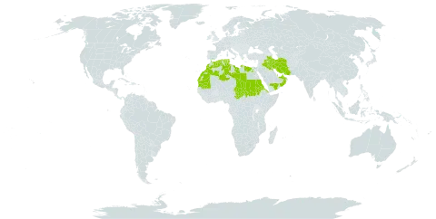 Launaea mucronata subsp. mucronata world distribution map, present in Anguilla, United Arab Emirates, Bahrain, Algeria, Egypt, Eritrea, Spain, Iran (Islamic Republic of), Iraq, Israel, Kuwait, Libya, Morocco, Mauritania, Oman, Qatar, Saudi Arabia, Sudan, Chad, Tunisia, and Yemen